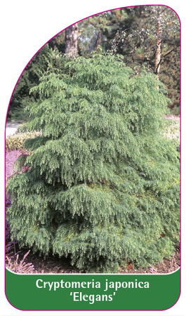 Cryptomeria japonica 'Elegans'