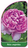 Roza angielska Nr. 502