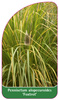 Pennisetum alopecuroides 'Foxtrot'