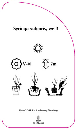 Syringa vulgaris, weiß