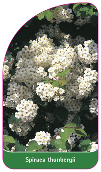 Spiraea thunbergii