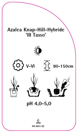 Azalea Knap-Hill-Hybride 'Ill Tasso'