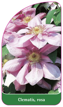 Clematis, rosa