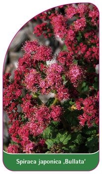 Spiraea japonica 'Bullata'