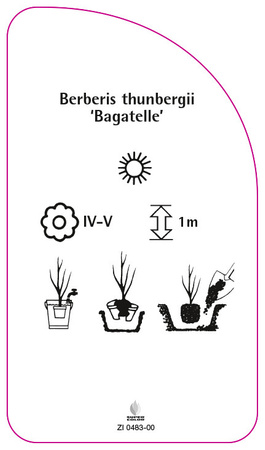 Berberis thunbergii 'Bagatelle'