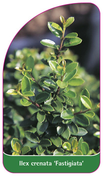 Ilex  crenata 'Fastigiata'