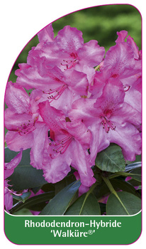 Rhododendron-Hybride 'Walküre'
