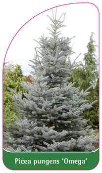 Picea pungens 'Omega'