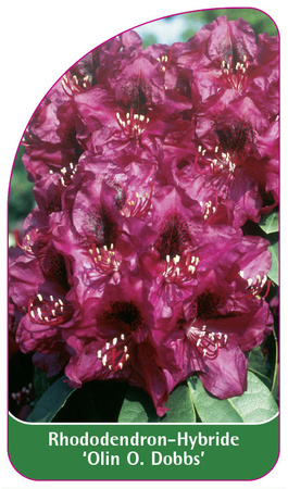 Rhododendron-Hybride 'Olin O. Dobbs'