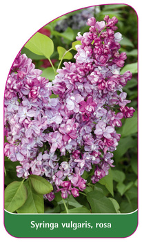 Syringa vulgaris, rosa