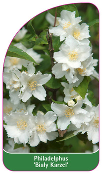 Philadelphus 'Bialy Karzel'