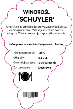 Winorośl Schuyler