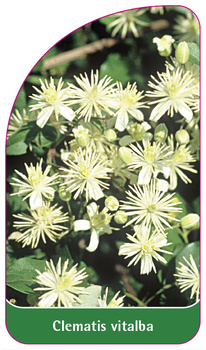 Clematis vitalba
