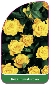 Róza miniaturowa