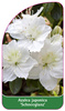 Azalea japonica 'Schneeglanz'