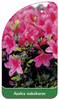 Azalea nakaharae, rosa