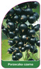 Coacăz negru