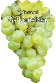 Galbiena Nou viță de vie