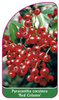 Pyracantha coccinea 'Red Column'