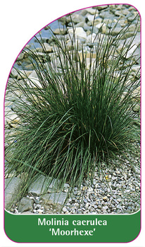 Molinia caerulea 'Moorhexe'