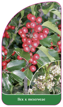 Ilex x meservae