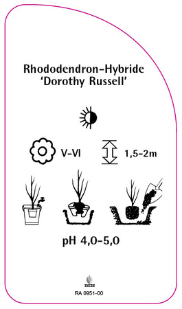 Rhododendron Hybride 'Dorothy Russell'