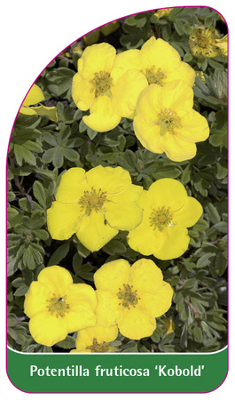 Potentilla fruticosa 'Kobold'