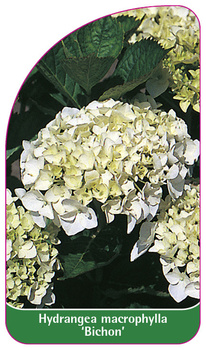 Hydrangea macrophylla 'Bichon'