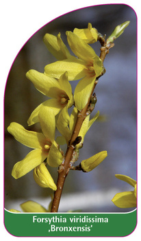 Forsynthia viridissima 'Bronxensis'