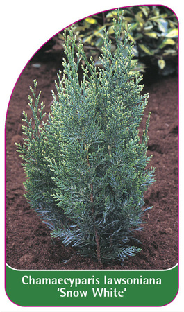 Chamaecyparis Iawsoniana 'Snow White'
