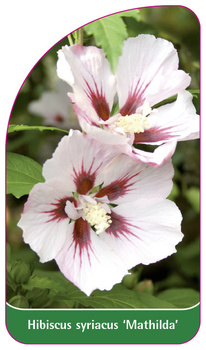 Hibiscus syriacus 'Mathilda'