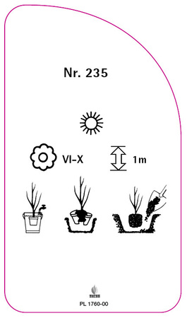 Velkokvětá růže č. 235