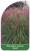 Miscanthus sinensis 'David'