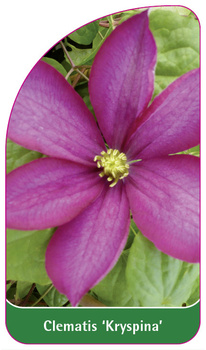 Clematis 'Kryspina'