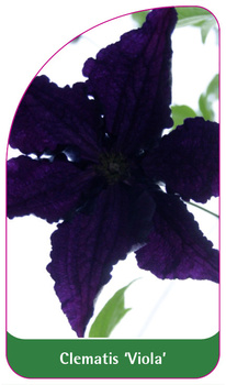 Clematis 'Viola'