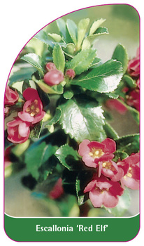 Escallonia 'Red Elf'