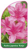 Azalea japonica 'Katja', 52 x 90 mm