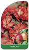 Malus, rot
