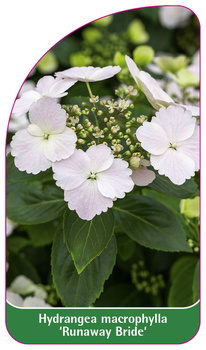 Hydrangea macrophylla 'Runaway Bride'