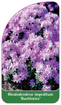 Rhododendron impeditum 'Buchlovice'