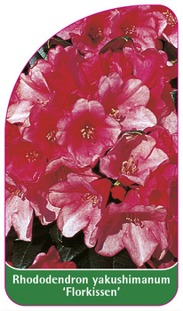 Rhododendron yakushimanum 'Florkissen'