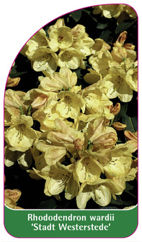 Rhododendron wardii 'Stadt Westerstede'