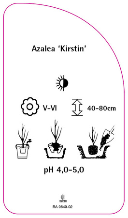 Azalea 'Kirstin'