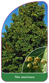 Tilia americana
