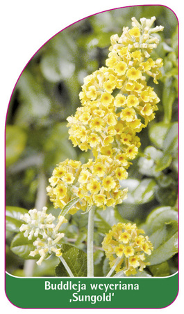 Buddleia weyeriana 'Sungold'