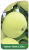 Jabloň 'Yellow Olive'