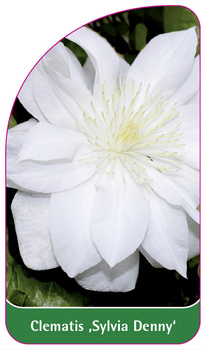Clematis 'Sylvia Denny'