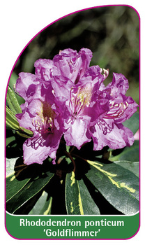 Rhododendron ponticum 'Goldflimmer'