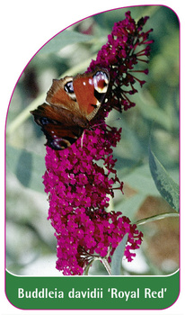 Buddleia davidii 'Royal Red'