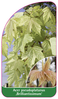 Acer pseudoplatanus ,Brilliantissimum'